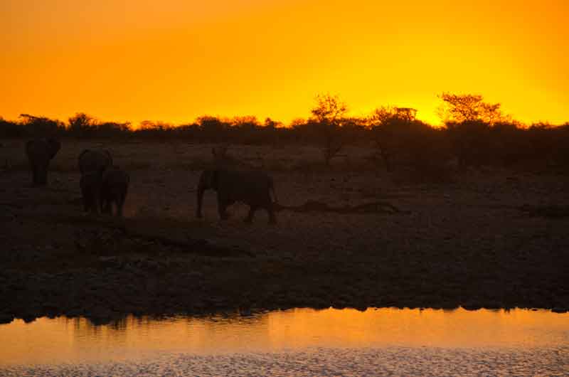 82 - Namibia - elefantes al atardecer - parque nacional de Etosha